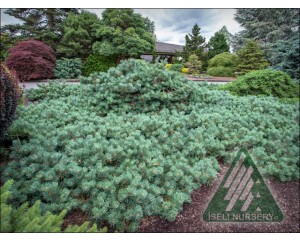 Image Courtesy of Iseli Nursery 