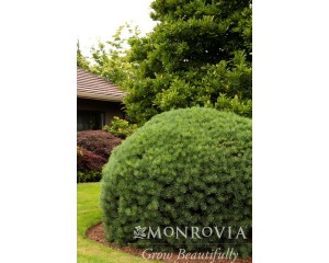 Photo Courtesy of Monrovia