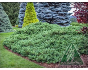 Photo Courtesy of Iseli Nursery