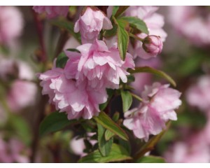 Pink Flowering Almond...©photo ArborTanics Inc.