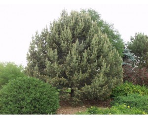 Accent Specimen Planting ©photo ArborTanics Inc.