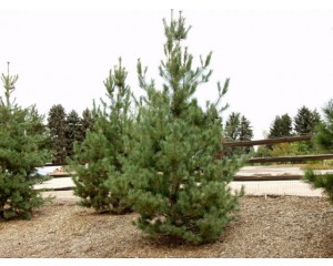 Southwestern White Pine...©photo ArborTanics Inc.