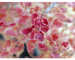 Pixwell Gooseberry...©photo ArborTanics Inc.