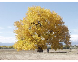 PLAINS COTTONWOOD -Erie Colorado ±150 years old ©photo ArborTanics Inc.