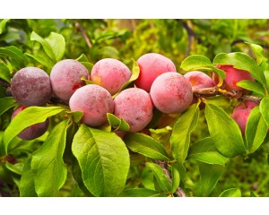 Japanese Plum-Generic