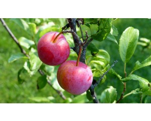 Japanese Plum-Generic