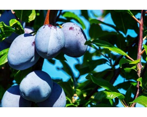 Prune Plum-Generic