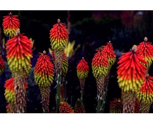 Photo Courtesy of Pixabay user SaadiaAMYii