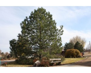 Ponderosa PIne-30 years old...©photo ArborTanics Inc.