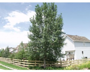 LANCELEAF COTTONWOOD-Longmont, Colorado  ©photo ArborTanics Inc.