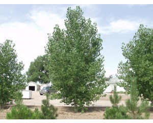 PLAINS STRAIGHT COTTONWOOD -Longmont, Colorado ©photo ArborTanics Inc.