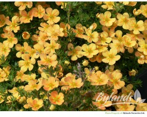 Photo Courtesy of Bylands Nurseries Ltd. 