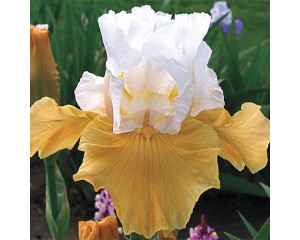 Pumpkin Cheesecake Bearded Iris