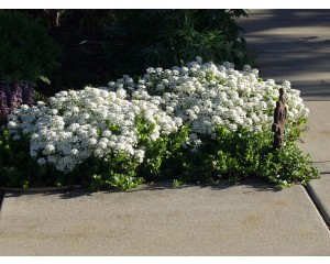 Purity Candytuft...©photo ArborTanics Inc.