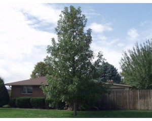 SWAMP WHITE OAK ©photo ArborTanics Inc.
