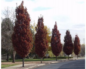 CRIMSON SPIRE® OAK  (high branched for streetscape)  ©photo David Spahn