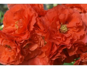 Photo Courtesy of Bailey Nurseries Inc.