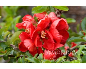 Photo Courtesy of Monrovia