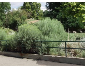 ©photo ArborTanics Inc.