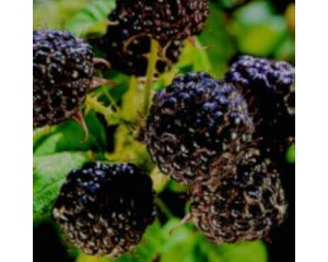 Raspberry, Black Jewel 
