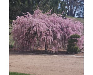 photo© ArborTanics Inc.