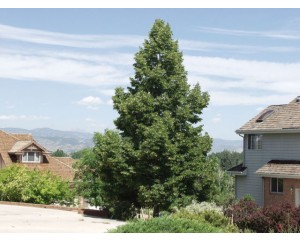 Redmond Linden ©photo ArborTanics Inc.