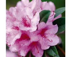 Photo Courtesy of Bailey Nurseries Inc.