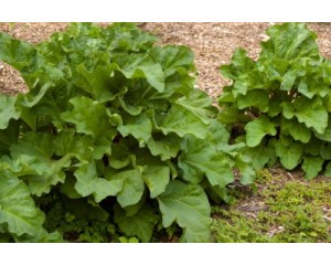Photo Courtesy of Bailey Nurseries 