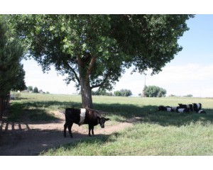 Robusta Cottonwood...©photo ArborTanics Inc.