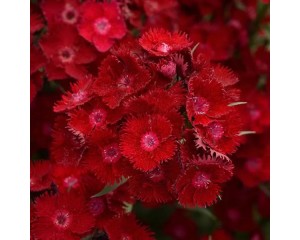 Image courtesy Ball Seed