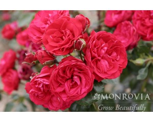 Photo Courtesy of Monrovia