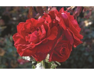 Photo Courtesy of Ball Horticultural Company