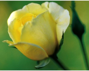 Photo Courtesy of Bailey Nurseries Inc.