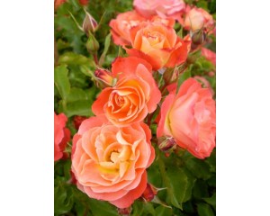 Photo Courtesy of Bailey Nurseries Inc.