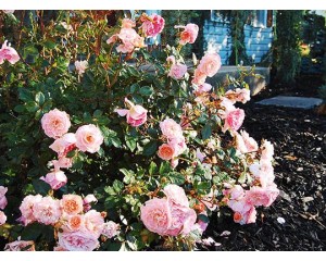 Photo Courtesy of Star® Roses and Plants/Conard-Pyle