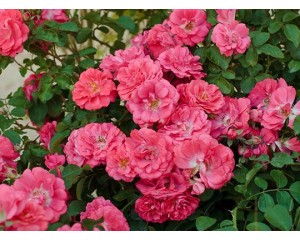 Photo Courtesy of Star® Roses and Plants/Conard-Pyle