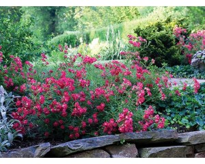 Photo Courtesy of Star® Roses and Plants/Conard-Pyle