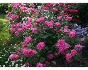 Photo Courtesy of Star® Roses & Plants