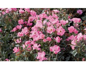 Photo Courtesy of Star® Roses & Plants