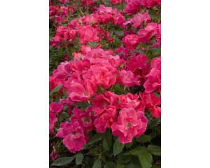 Photo Courtesy of Star® Roses and Plants