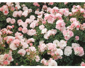 Photo Courtesy of Ball Horticultural Company