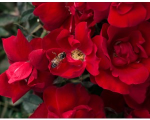 Photo Courtesy of Star® Roses & Plants