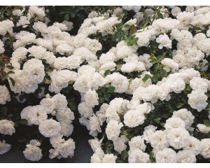 Photo Courtesy of Ball Horticultural Company