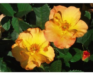 Photo Courtesy of Bailey Nurseries Inc.