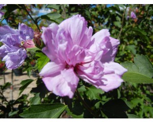 Ardens Rose of Sharon© photo ArborTanics Inc