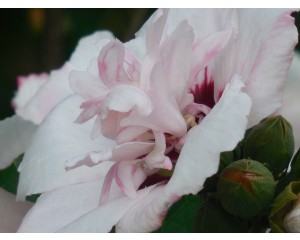 Photo Courtesy of Rebecca Matthews StillWorksImagery-Pixabay