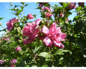 Lucy Rose of Sharon© photo ArborTanics Inc
