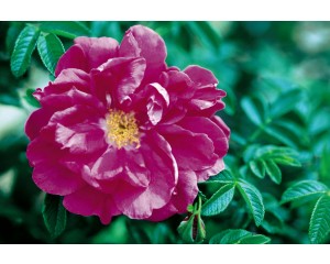 Photo Courtesy of Bailey Nurseries Inc.