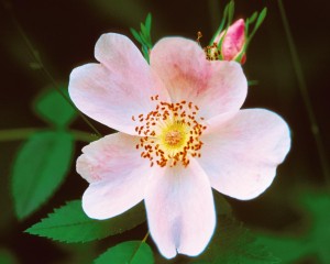 Photo Courtesy of Bailey Nurseries Inc.