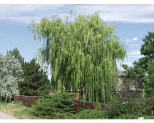 NIOBE WEEPING WILLOW ©photo ArborTanics Inc.